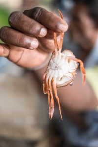 Fresh crab at the fish market just outside of the Galle Fort, Sri Lanka Food Photography We Eat Together